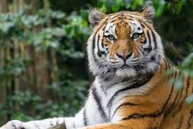 Afbeeldingsresultaat voor tijgers