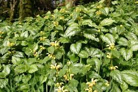 Attēlu rezultāti vaicājumam “Lamiastrum galeobdolon flower”