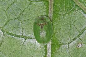 Attēlu rezultāti vaicājumam “Cribraria costata”