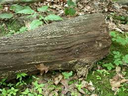 Attēlu rezultāti vaicājumam “Xylobolus frustulatus”