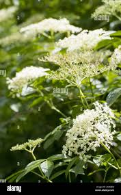 Attēlu rezultāti vaicājumam “Sambucus nigra flower”