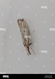 Attēlu rezultāti vaicājumam “Catoptria falsella”