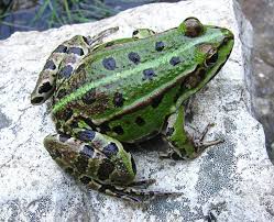 Attēlu rezultāti vaicājumam “Pelophylax”