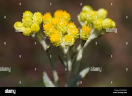 Attēlu rezultāti vaicājumam “Helichrysum arenarium flower”
