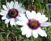 Image result for Dimorphotheca pluvialis