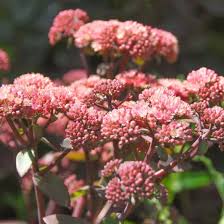 Attēlu rezultāti vaicājumam “Hylotelephium telephium flower”