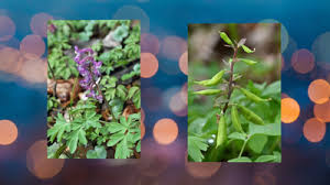 Attēlu rezultāti vaicājumam “Corydalis cava fruit”