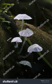 Attēlu rezultāti vaicājumam “Marasmius sp.”