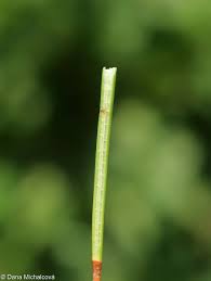 Attēlu rezultāti vaicājumam “Schoenoplectus lacustris subsp. glaucus bud”