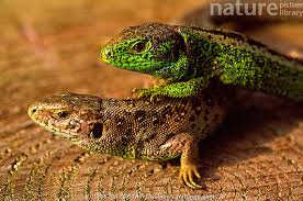 Attēlu rezultāti vaicājumam “Lacerta agilis female”