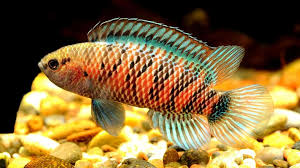 Attēlu rezultāti vaicājumam “Badhamiopsis scripta sessile”