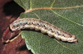 Attēlu rezultāti vaicājumam “Tetheella fluctuosa”