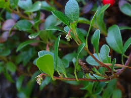 Attēlu rezultāti vaicājumam “Arctostaphylos uva-ursi leaf”