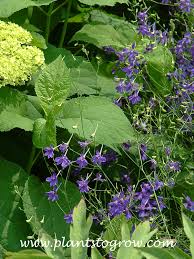 Image result for Consolida regalis