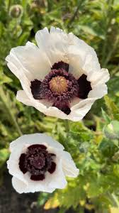 Image result for Papaver orientale