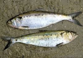 Image result for Alosa fallax