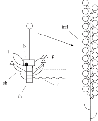 Attēlu rezultāti vaicājumam “Hammarbya paludosa fruit”