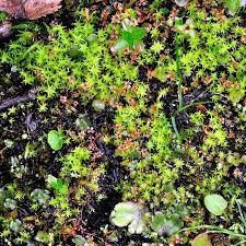 Attēlu rezultāti vaicājumam “Bryum weigelii”