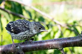 Attēlu rezultāti vaicājumam “Ficedula hypoleuca juvenile”