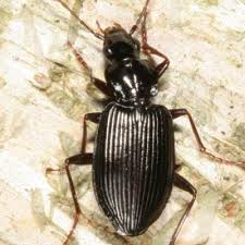 Attēlu rezultāti vaicājumam “Limodromus assimilis”