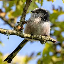 Attēlu rezultāti vaicājumam “Aegithalos caudatus adult”