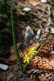 Attēlu rezultāti vaicājumam “Gagea lutea”