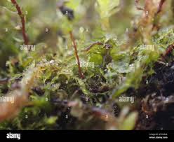 Attēlu rezultāti vaicājumam “Blepharostoma trichophyllum”