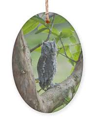 Image result for Otus scops