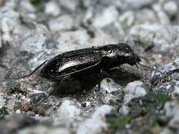 Attēlu rezultāti vaicājumam “Notiophilus palustris”