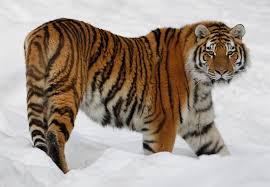 Afbeeldingsresultaat voor tijgers