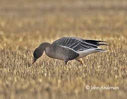 Attēlu rezultāti vaicājumam “Anser serrirostris”