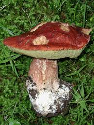 Attēlu rezultāti vaicājumam “Boletus pinophilus”