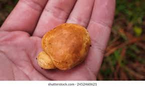 Attēlu rezultāti vaicājumam “Rhizopogon luteolus”