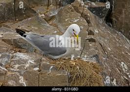Attēlu rezultāti vaicājumam “Larus argentatus eggs”