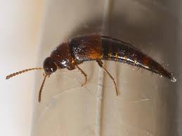 Attēlu rezultāti vaicājumam “Tachyporus sp.”