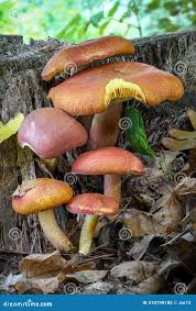 Attēlu rezultāti vaicājumam “Tricholomopsis rutilans”