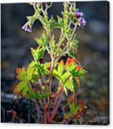 Attēlu rezultāti vaicājumam “Geranium bohemicum leaf”