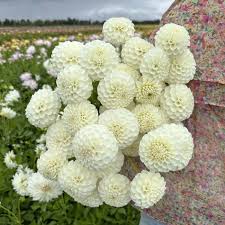 Image result for Dahlia `Snowflake`