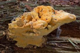 Attēlu rezultāti vaicājumam “Hapalopilus croceus”