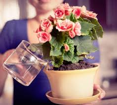 Image result for Бегония Элатиор 12х22 4601887072423