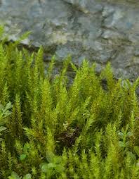 Attēlu rezultāti vaicājumam “Hygroamblystegium varium”