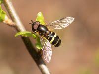 Attēlu rezultāti vaicājumam “Dasysyrphus tricinctus”