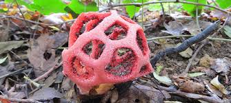 Attēlu rezultāti vaicājumam “Clathrus ruber”