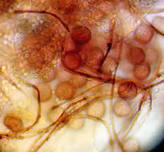 Attēlu rezultāti vaicājumam “Diderma rufostriatum young”