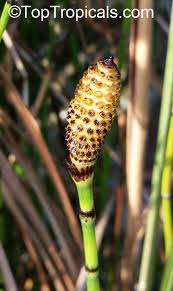 Attēlu rezultāti vaicājumam “Equisetum hyemale”