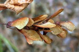 Attēlu rezultāti vaicājumam “Acer rufinerve fruit”