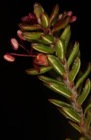 Attēlu rezultāti vaicājumam “Empetrum nigrum flower”