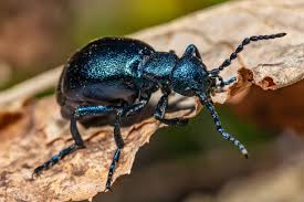 Attēlu rezultāti vaicājumam “Meloe sp.”