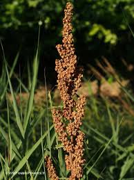 Attēlu rezultāti vaicājumam “Rumex obtusifolius”