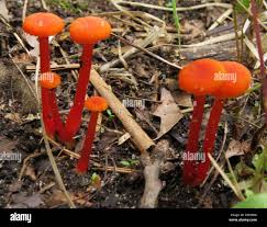Attēlu rezultāti vaicājumam “Hygrocybe cantharellus”